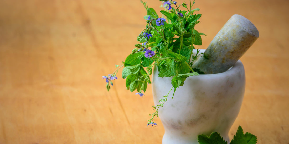 Herbal Medicine and Mental Health: Nature’s Support for the Mind